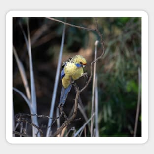 Yellow Rosella Sticker